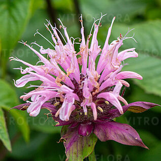 Croftway Pink