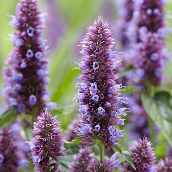 Beelicious® Purple