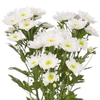 Radost White