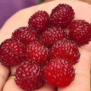 Raspberry Tower (Hara)