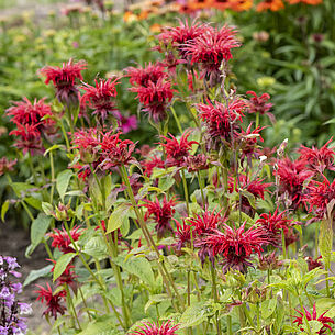 Cambridge Scarlet