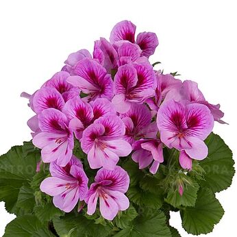 Regalia Lavendel