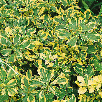 Variegata