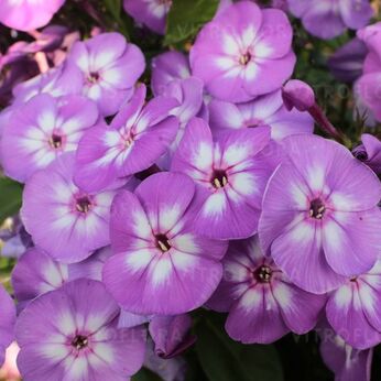 Flame® Lilac