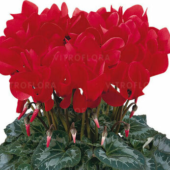 Halios HD Ecarlate Vif 2018 (Bright Scarlet)