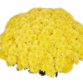 Homerun Yellow Imp.