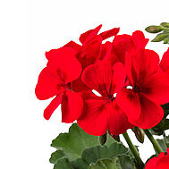 Two In One Scarlet Kiss