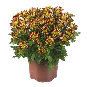 Swifty Bronze Bicolor
