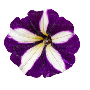 Tea Upright Purple Star