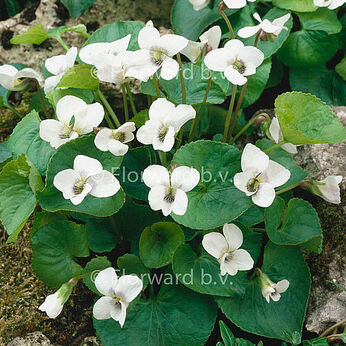 Albiflora