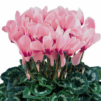 Halios Rose a Oeil 2062 (Rose with Eye)