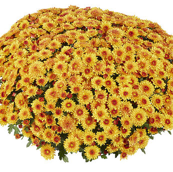 Lively Orange Bicolor