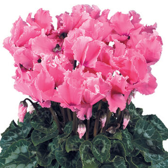 Halios Curly® Fuchsia 2470 (Rose)