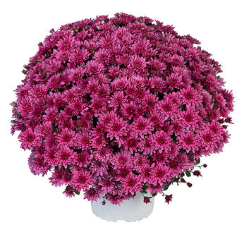 Ace Purple