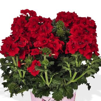 Empress™ Flair Red