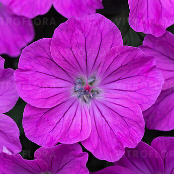 Frivolius Purple