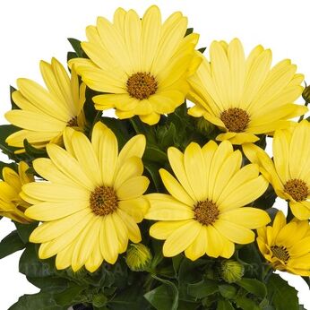 Margarita Yellow