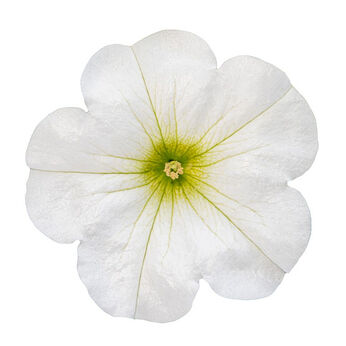 Tea Upright White
