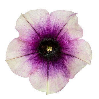 Tea Upright Rosette Blend
