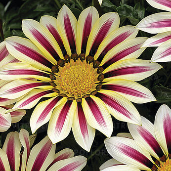 Big-Kiss White Flame
