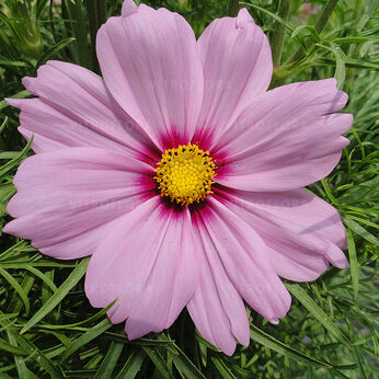 Casanova Pink