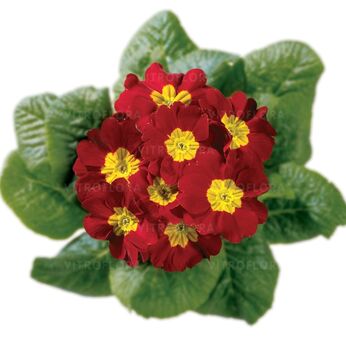 Hethor Red - mid