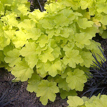Citronelle