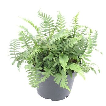 Polypodium vulgare