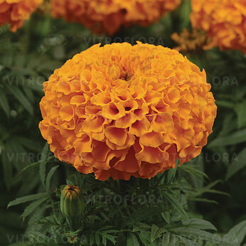 Taishan Orange