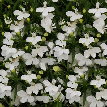 Regatta White