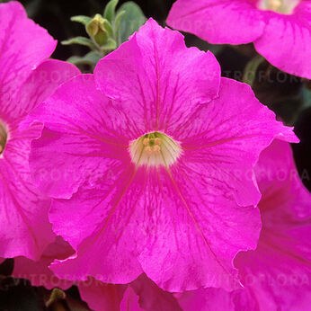 Fanfare Rose Morn