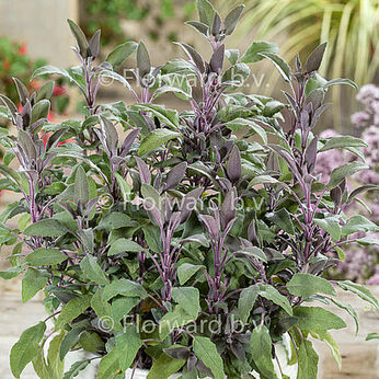 Purpurascens