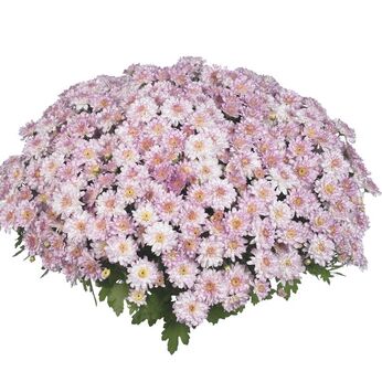 Flair Pink