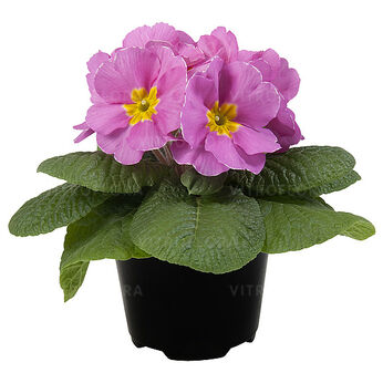 Paradiso Mid Pink