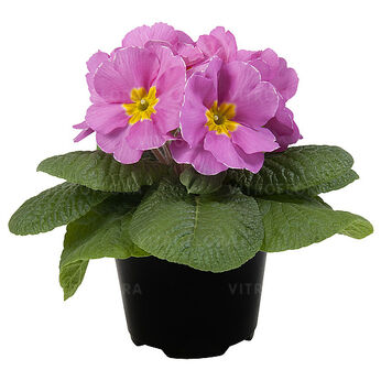 Paradiso Mid Pink
