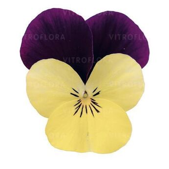 Cornet Limoncello Purple Wing