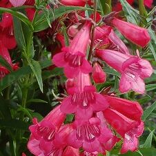 Harlequin™ Red