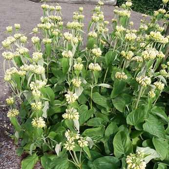 Phlomis russelliana