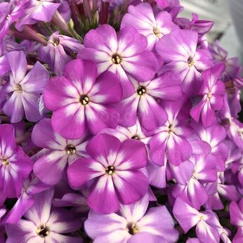 Flame® Pro Violet Charm