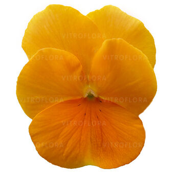 Cornet Deep Orange