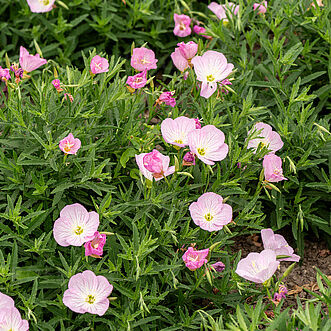 Siskiyou Pink