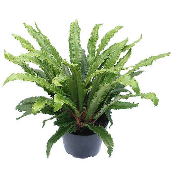 Asplenium scolopendrium Angustifolium
