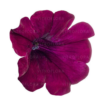 Tea Purple