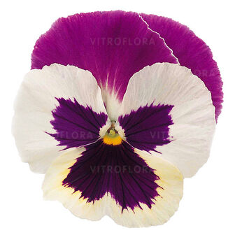Select White Rose-Wing