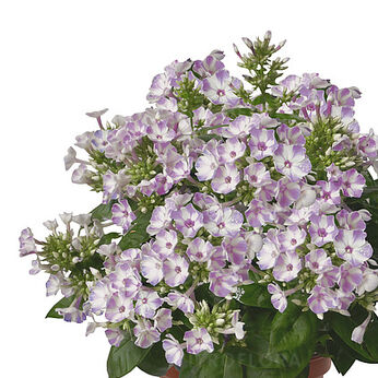 Flame® Lilac Star