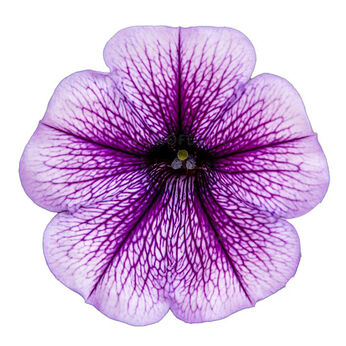 Tea Blue Vein Impr.