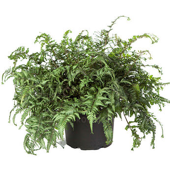 Athyrium niponicum Apple Court