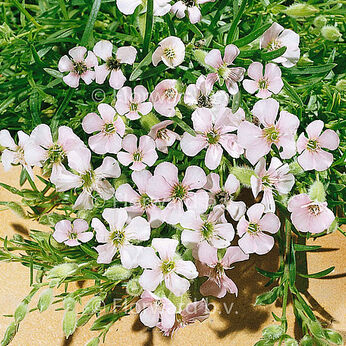 Saponaria x olivana