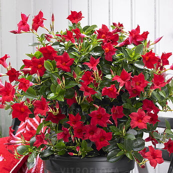 Sundaville® Classic Red