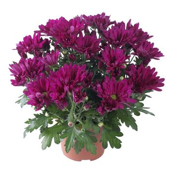 Breeze Cassis